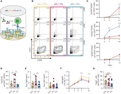 Oxygen level is a critical regulator of human B cell differentiation and IgG class switch recombination